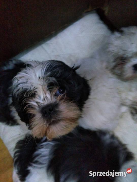 pieski Shih Tzu 3 dziewczyni i 3 chłopcow Unisław