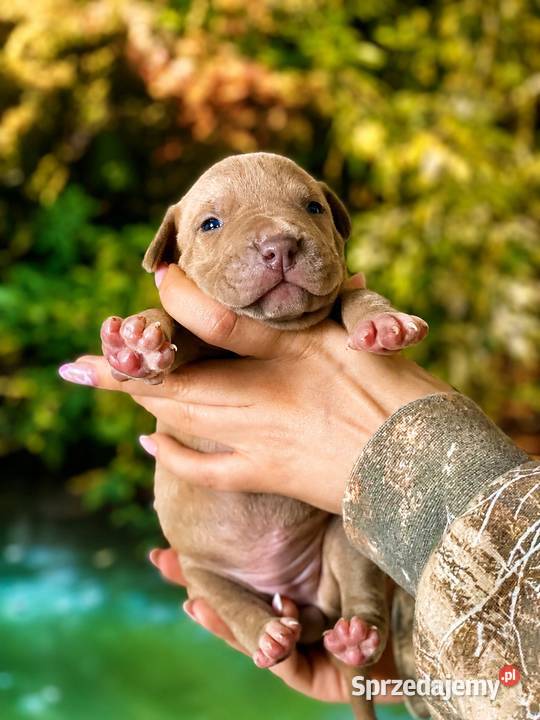 Geisha American pit bull Terrier opolskie Opole