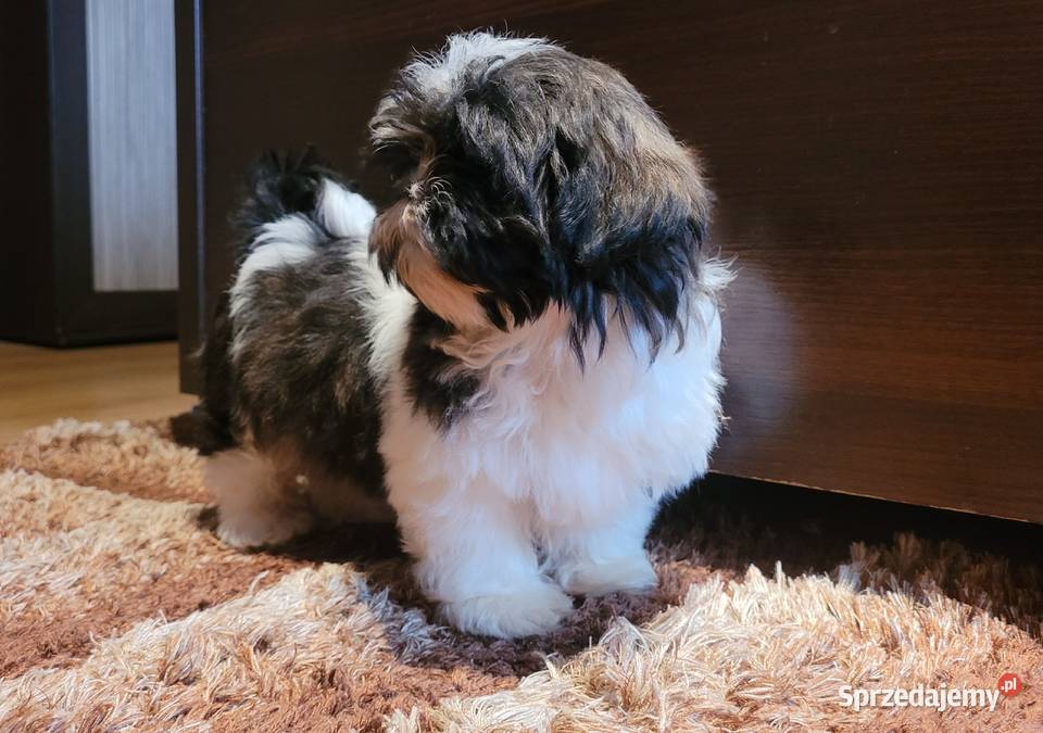 Shih Tzu Suczka Psy podkarpackie