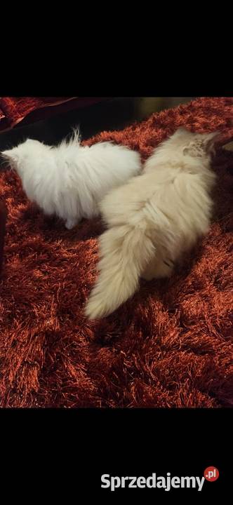 Śliczne kocurki Perskie Koty Perskie Majdan Królewski