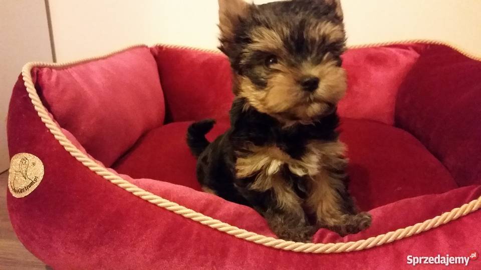 Yorkshire Terrier York Yorki Kraków Psy Kraków