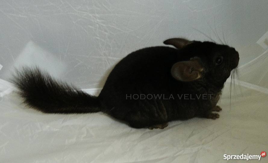 Szynszyl Szynszyla Samiec Dark Ebony Czarny Perzyce