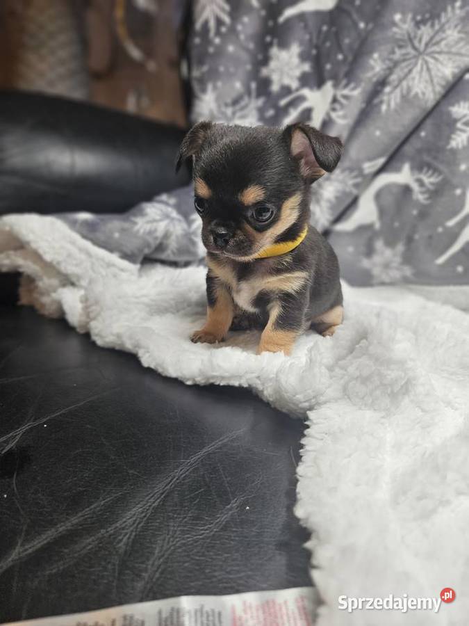 Dziewczynka chihuahua Wrocław