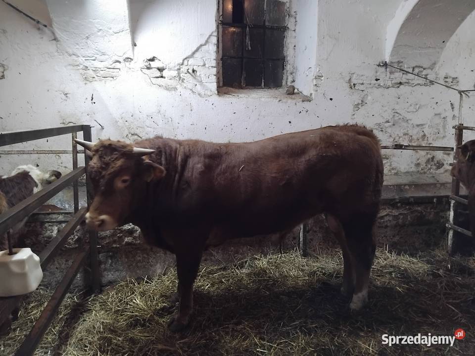 Sprzedam byka i 3 jałówki
