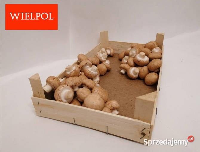Sprzedaż skrzynek drewnianych do pieczarek Pozostałe Wielichowo