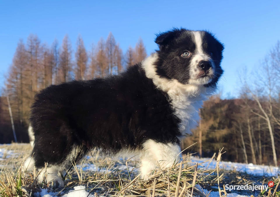 Piękny Rasowy Pies Border Collie z pełną dok Pozostałe podkarpackie Iwonicz