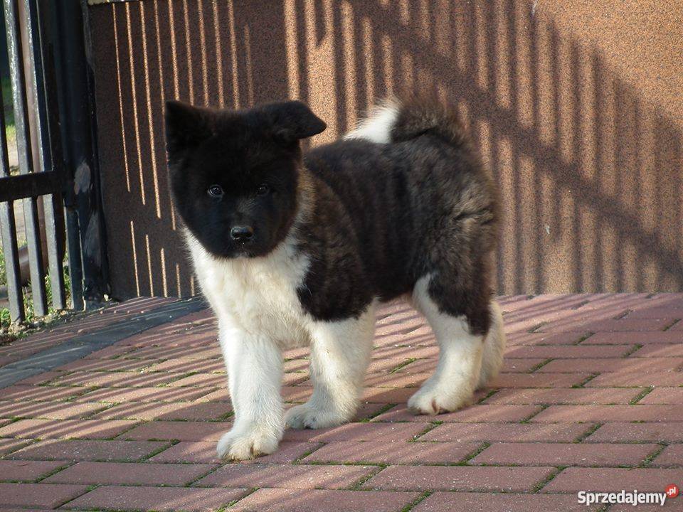 akita amerykańska Płońsk