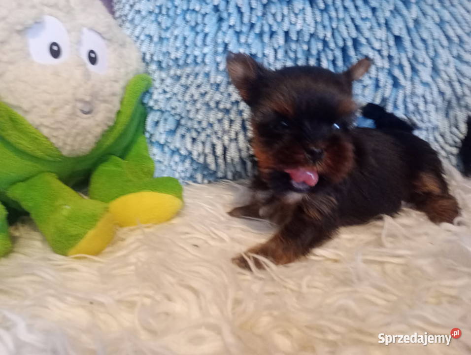 Yorkshire terrier mini suczka xs Opole