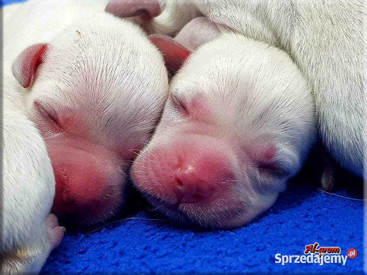 Labrador żółte/biszkoptowe szczenięta ZKWP/ FCI