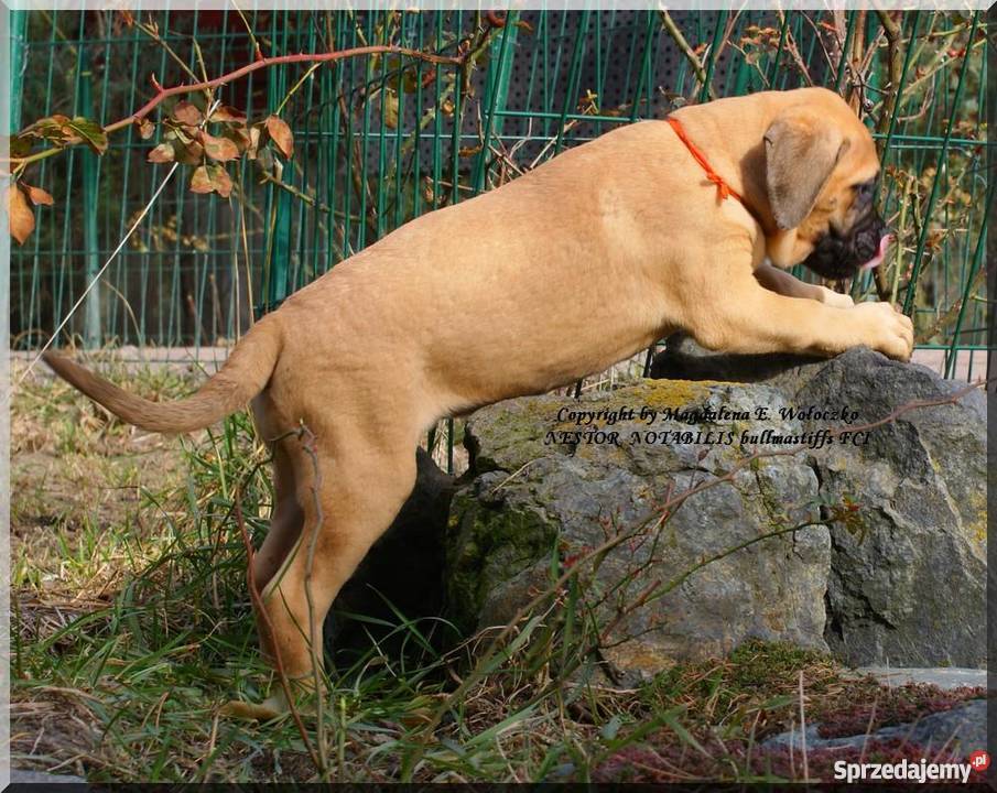 Bullmastiff Lublin