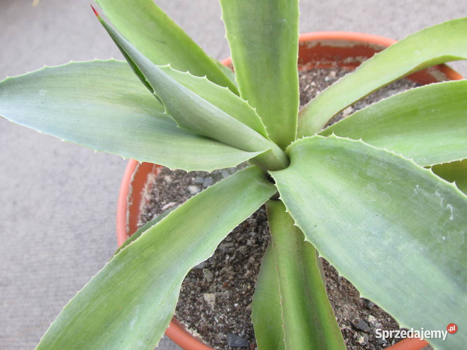 Ładna agawa Agave desmettiana Jacobi sadzonka małopolskie Kraków
