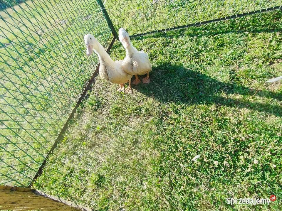 Kaczki para Pekin