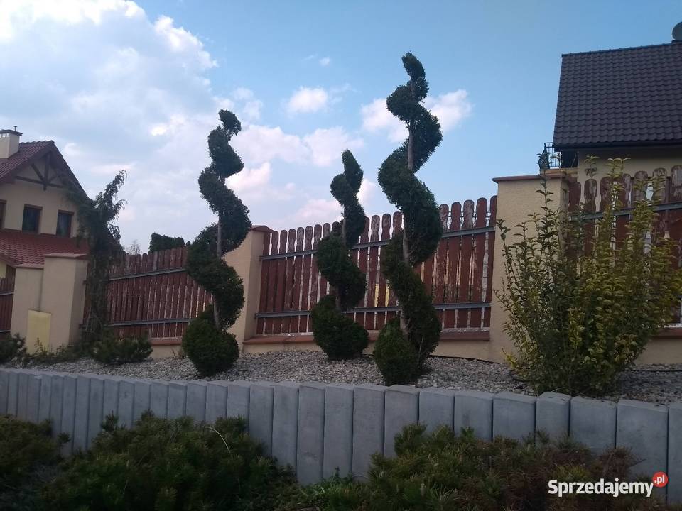 Przycinanie tui drzew i krzewów Ładna