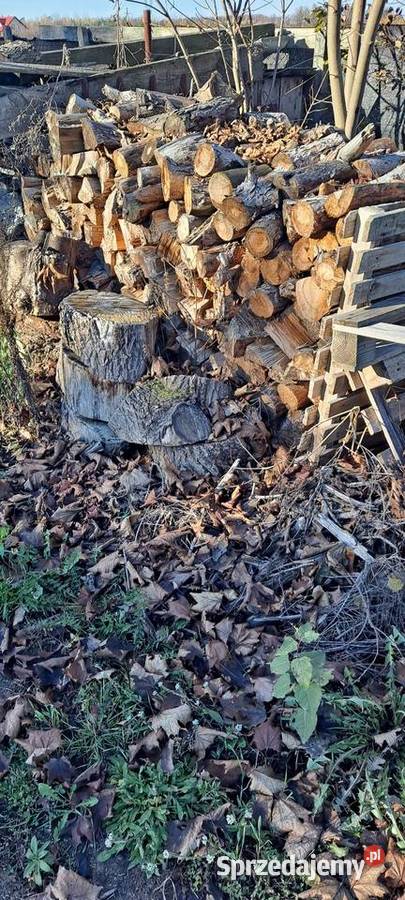 Sprzedam sosne 5 metr sucha 3 letnia łódzkie Skronina