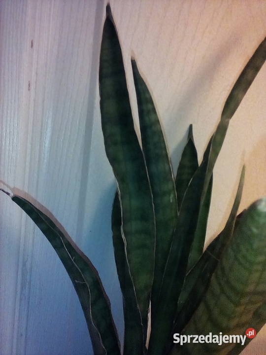 Sansewieria ciekawa odmiana kolorystyczna w Kraków