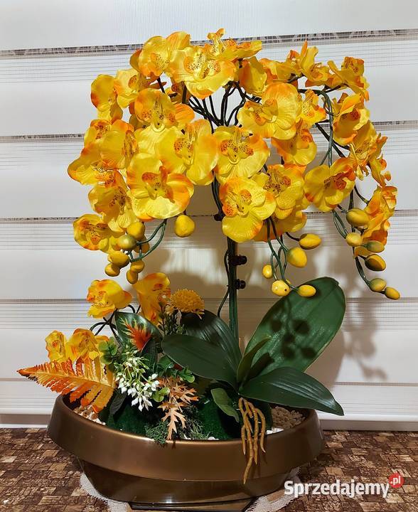Storczyki kompozycja 7 pędowa Promocja wielokolorowy zachodniopomorskie