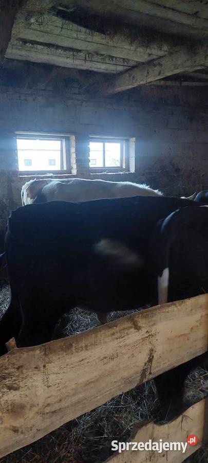 Byki Kalinówka Królewska