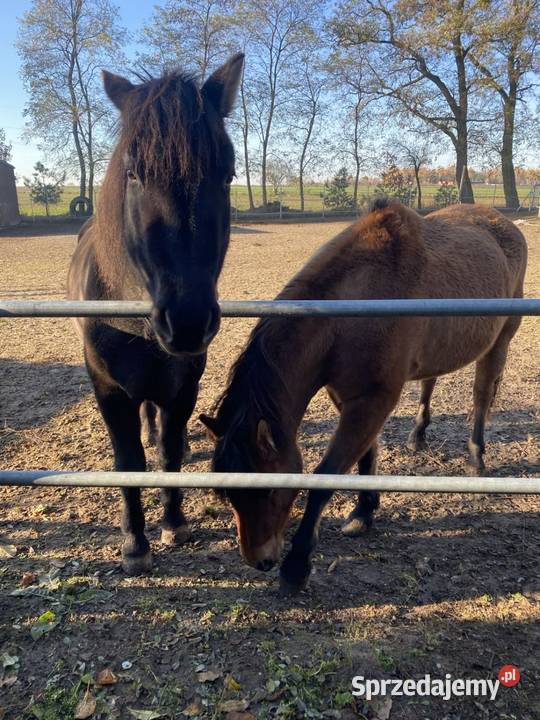 Sprzedam dwie klacze huculskie 8 i 10 lat Płońsk