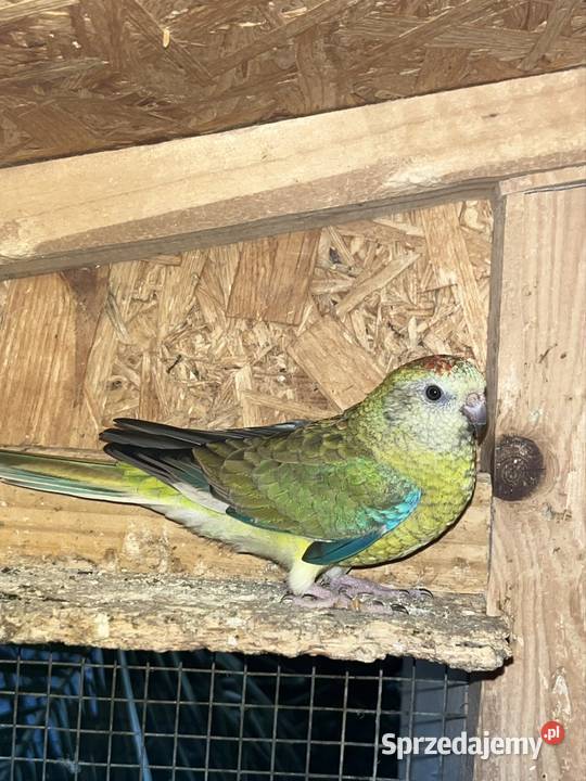 Sprzedam papugi świergotki Busko-Zdrój sprzedam