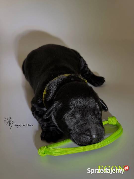 Sznaucer olbrzym Czarny Dobczyn sprzedam