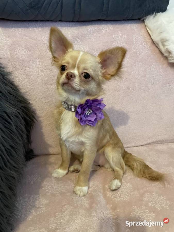 Śliczna sunia Chihuahua długowłosa Trzebnica