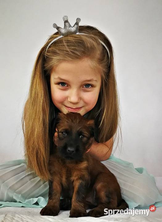 Briard rezerwacja szczeniąt ZKwP FCI 2020