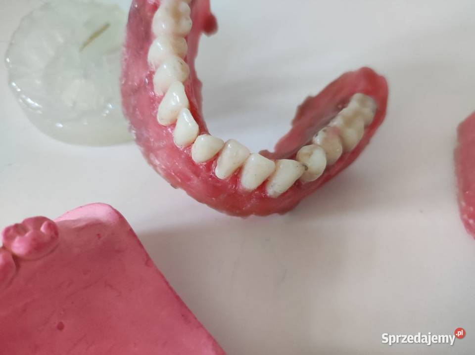 modele zęby szczęki żuchwy dentystyczne Kielce