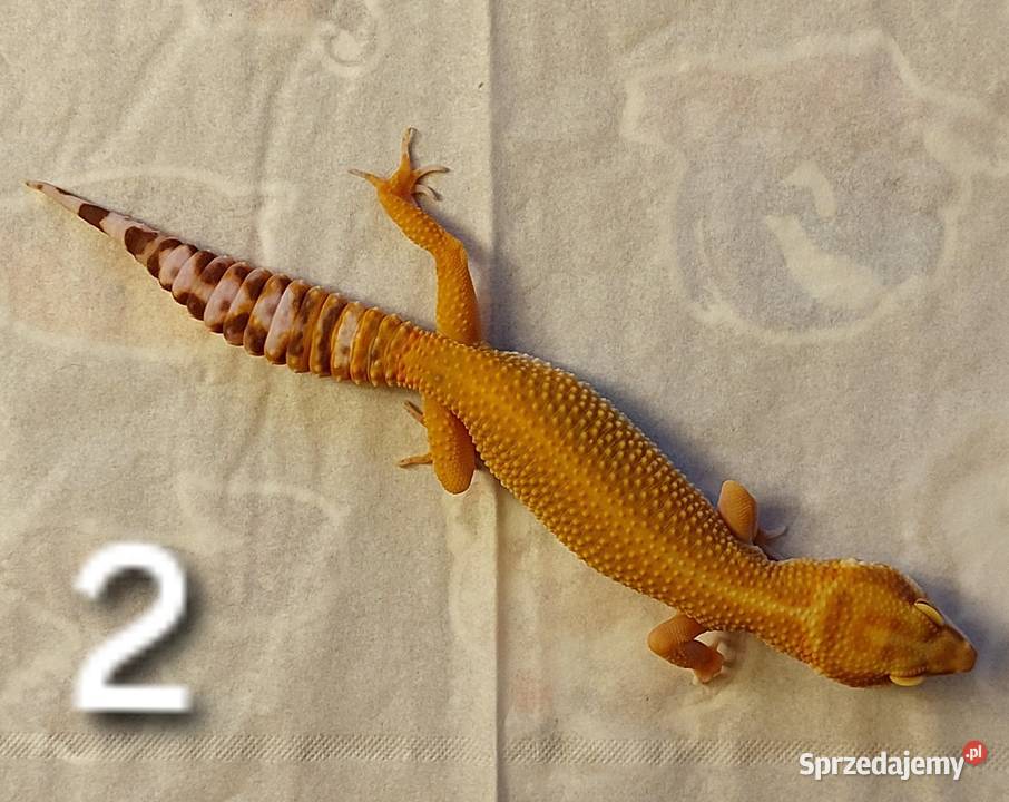 Dwie samice gekona lamparciego Hażlach sprzedam