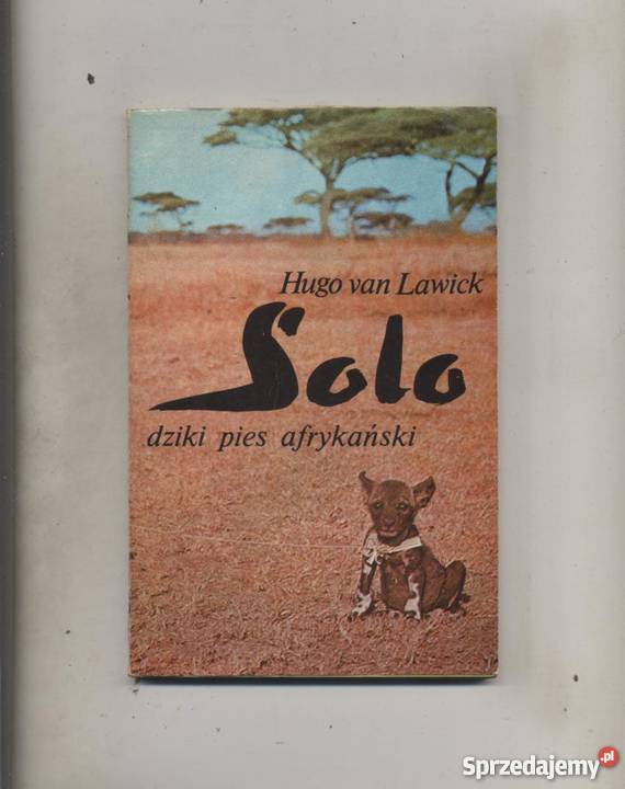 Solo dzki pies afrykański Szczecin