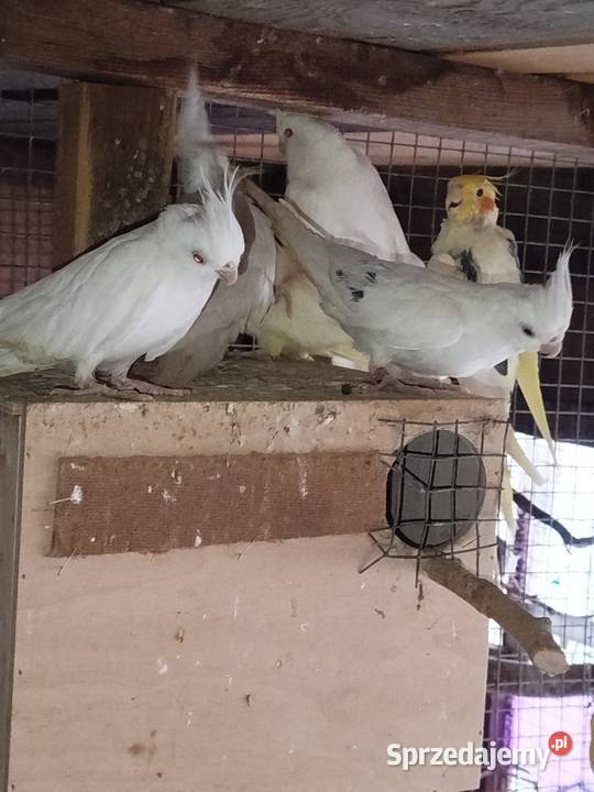 Sprzedam Nimfy Faliste Bukowiec