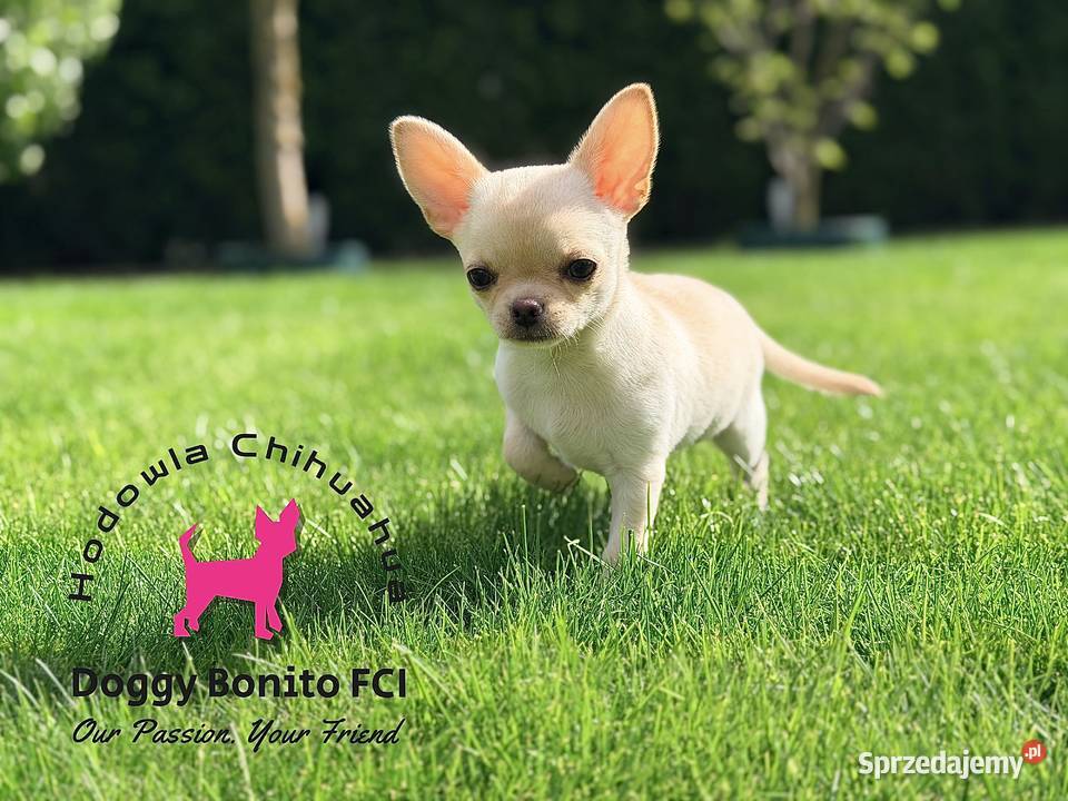 CHIHUAHUA ZKwP FCI drobna dziewczynka Chihuahua Gniezno sprzedam