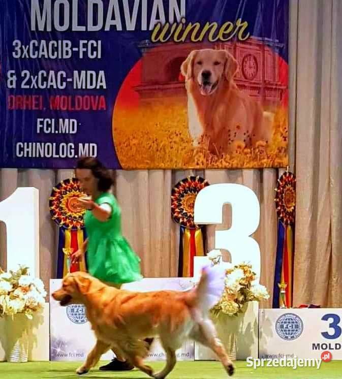 Reproduktor golden retriever ZKWP Opole