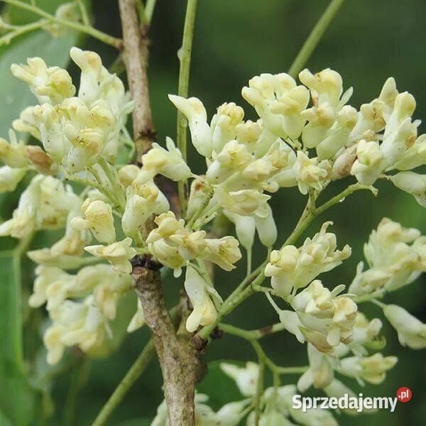 DALBERGIA ASSAMICA Dalbergia assamica NASIONA kujawsko-pomorskie Lubanie sprzedam