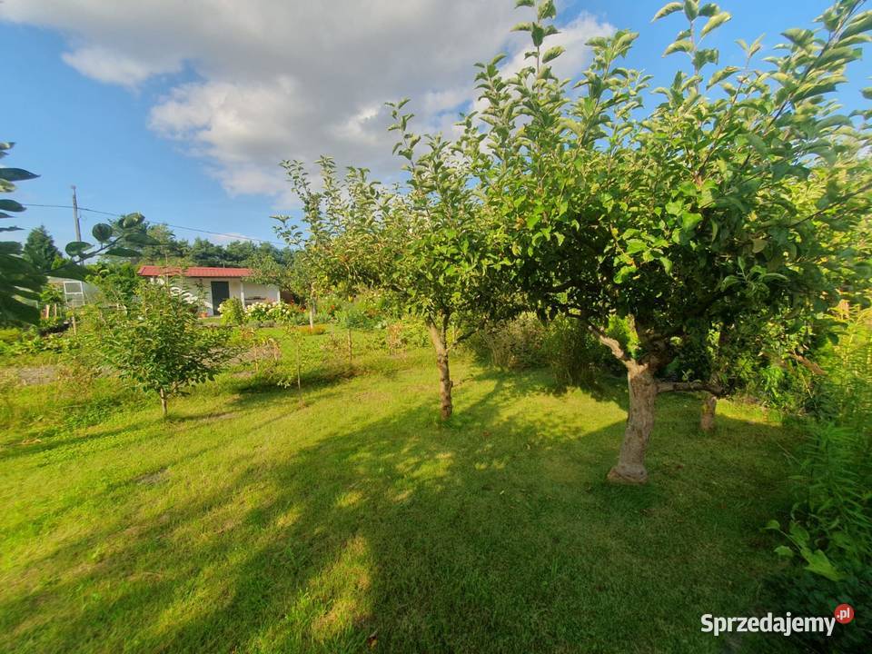 Działka ROD Kraszewskiego Pruszcz Gdański