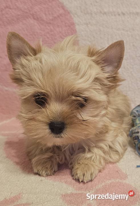 Yoreczka Przepiękna dziewczynka Golddust Częstochowa