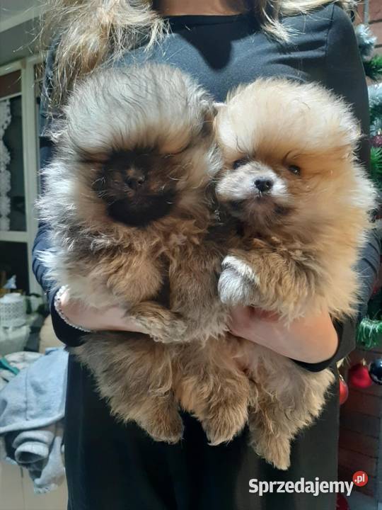 Szpic miniaturowy Szpic miniaturowy Bukowno