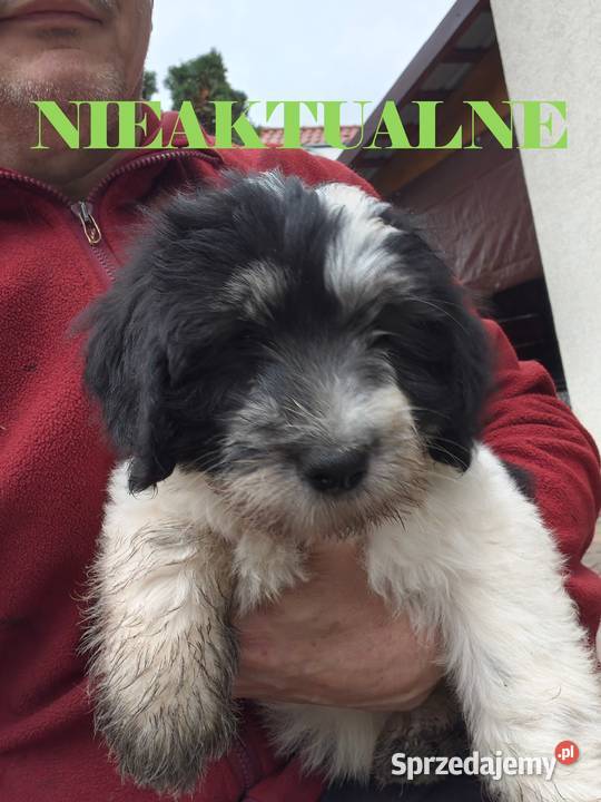 Suczka Polski Owczarek Nizinny Rodowód FCI Chotomów