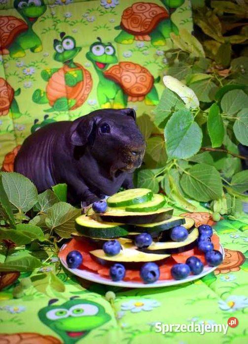 Świnka morska świnka świnki SKINNY łyse