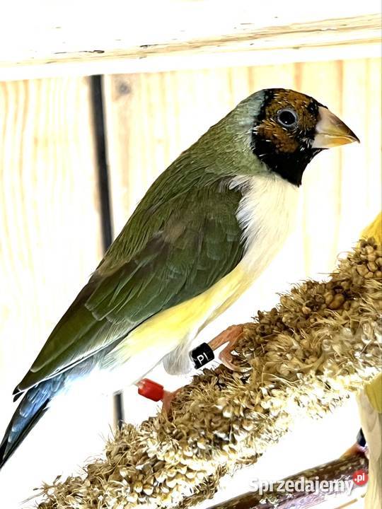 Amadyna wspaniała samiczka 2025r Ruda Śląska