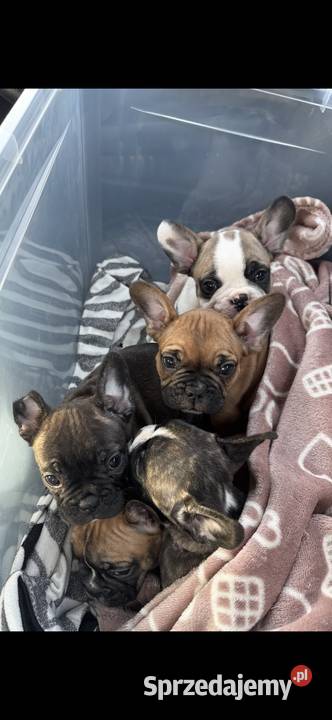 Szczeniaki buldoga Francuskiego podlaskie Łomża sprzedam