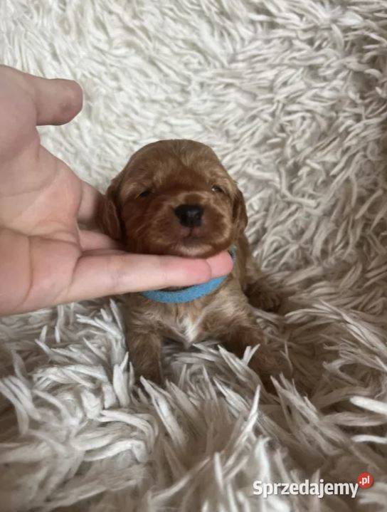 Piesek cockapoo mama cocker spaniel tata pudel Busko-Zdrój