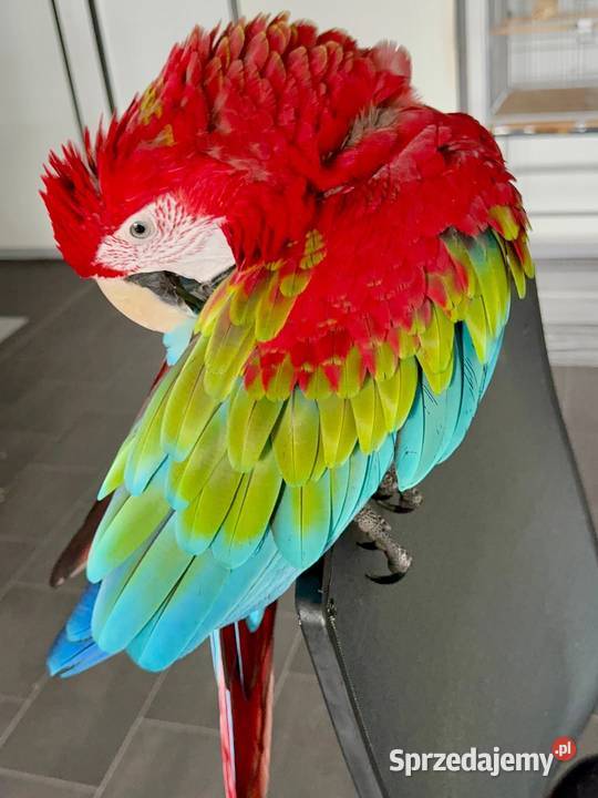 Uwielbiam samca Ara Poznań