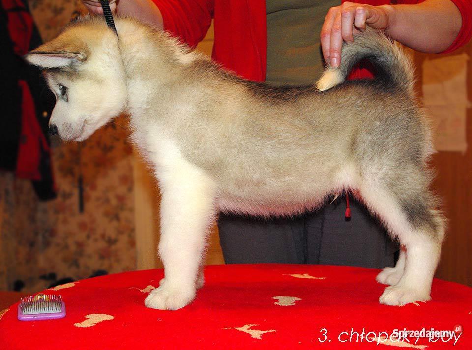 Alaskan Malamute Rodowodowe szczenieta Lubin