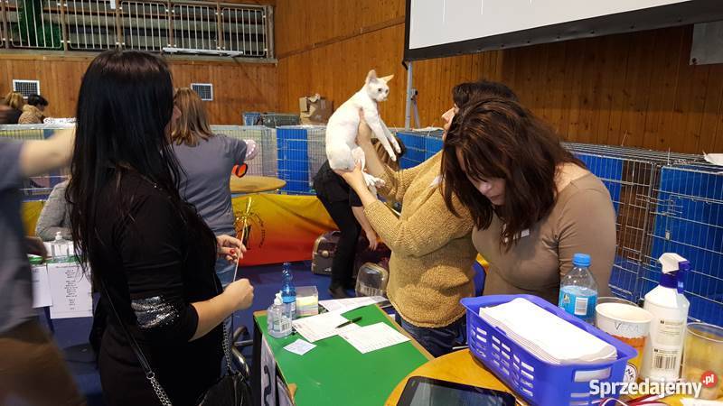 DEVON REX kocurek CHAMPIONACH świętokrzyskie Kielce