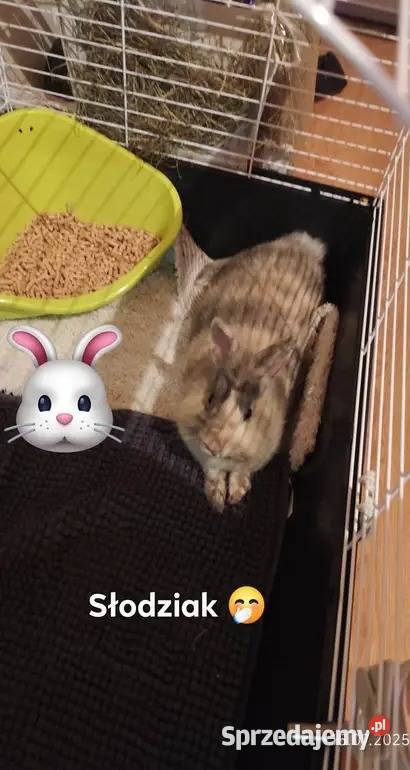Śliczny królik miniaturka samiczka Białystok