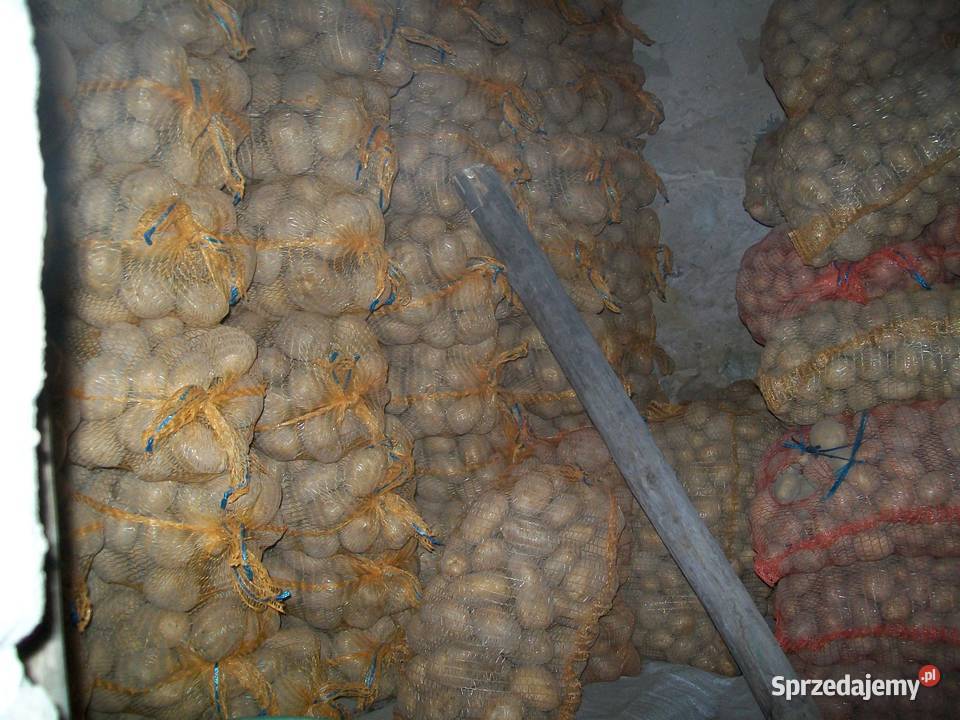 Ziemniaki Jadalne 50gr Bellarosa Lord Denar Stary Solec