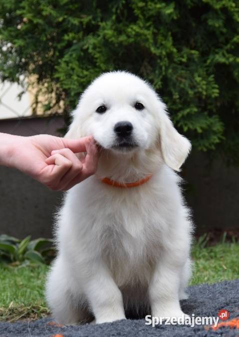Golden Retriever szczenięta ZKWP FCI Łochów