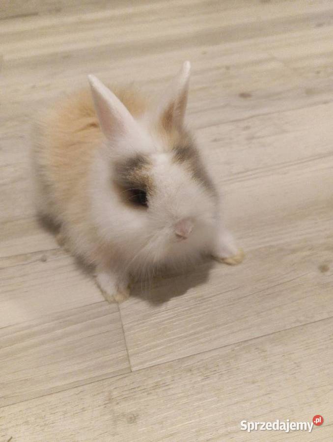Królik miniaturka Pasym