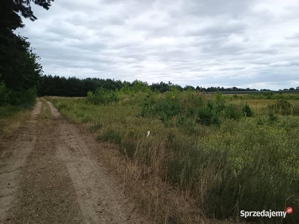 Syndyk sprzeda Dobrut Sprzedaż mazowieckie