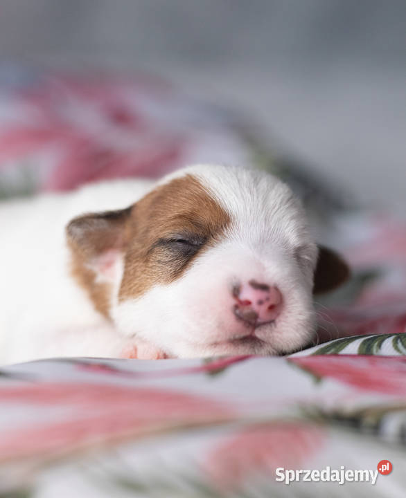 Szczenięta Parson Russell Terrier
